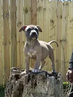 Promise, a female American Bully for sale in Fort Wayne, IN – 1 of 6