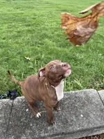 Zyair, a male American Bully and American Pit Bull Terrier for sale in Fort Wayne, IN – 5 of 6