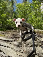 Angel, a female American Pit Bull Terrier for sale in Fort Wayne, IN – 4 of 5