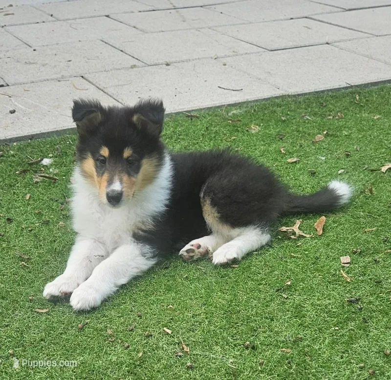 Alexandria – Collie puppy for sale in Ringoes, NJ