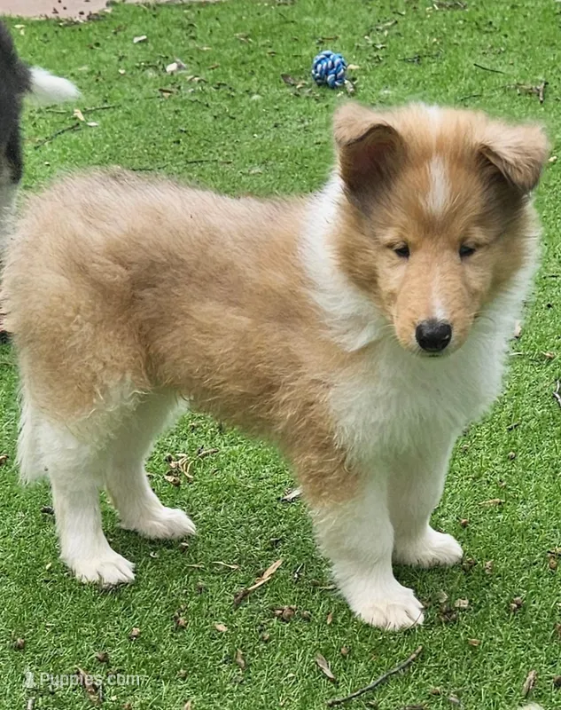 Flavian – Collie puppy for sale in Ringoes, NJ