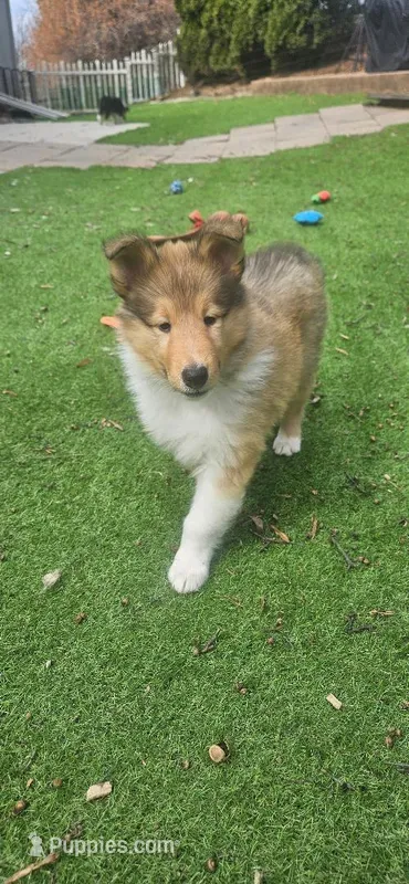 Babel – Collie puppy for sale in Ringoes, NJ