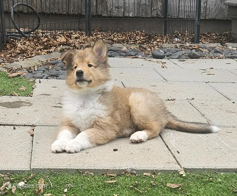 Itza – Collie puppy for sale in Ringoes, NJ