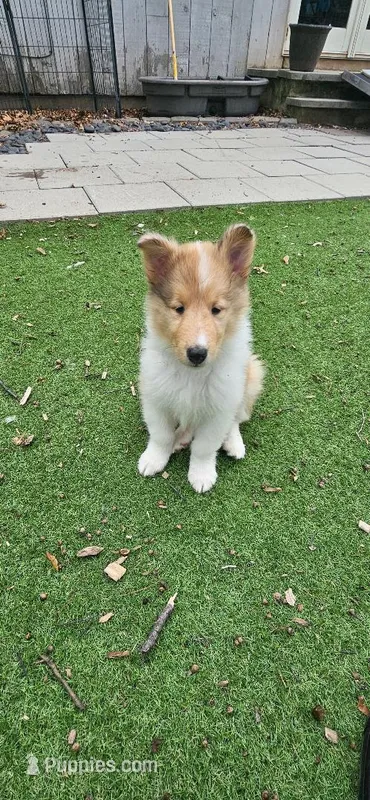 Chang – Collie puppy for sale in Ringoes, NJ