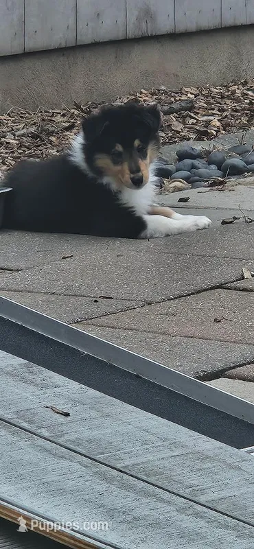 Taj – Collie puppy for sale in Ringoes, NJ