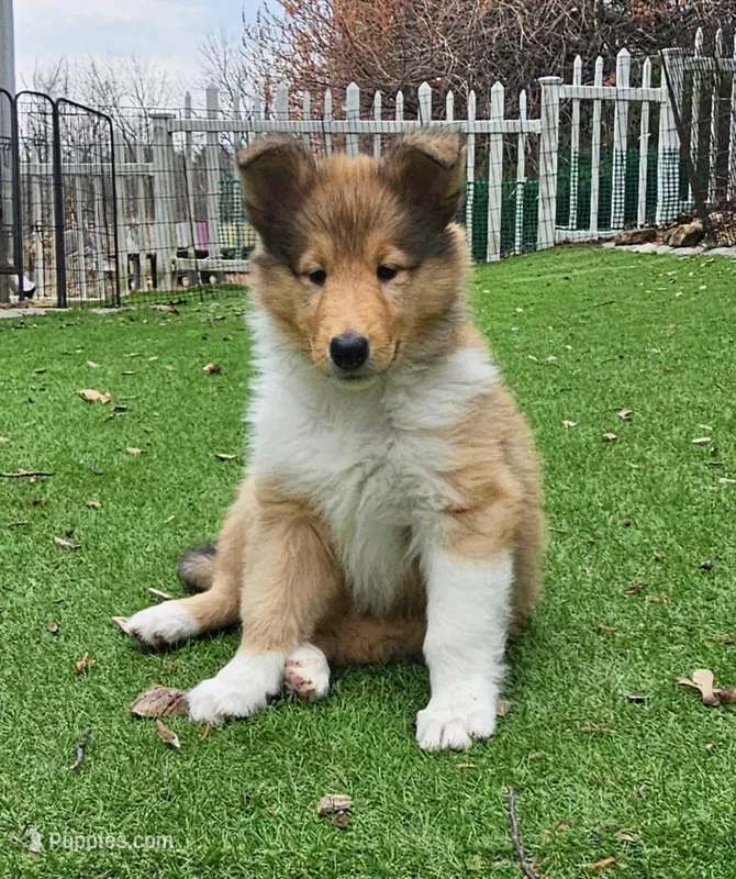 Giza – Collie puppy for sale in Ringoes, NJ