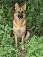 5th Generation, a male German Shepherd Dog for sale in Penhook, VA – 7 of 10