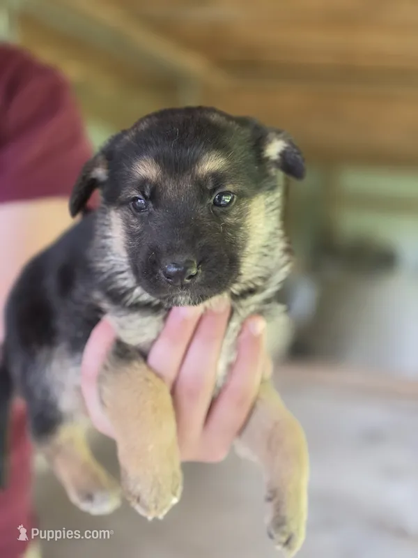 Brie – German Shepherd Dog puppy for sale in Penhook, VA