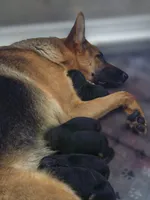 5th Generation, a male German Shepherd Dog for sale in Penhook, VA – 3 of 10