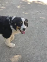 Raine, a female Bernese Mountain Dog and Great Pyrenees for sale in Penhook, VA – Photo 2 of 10