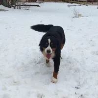 Raine, a female Bernese Mountain Dog and Great Pyrenees for sale in Penhook, VA – Photo 2 of 6
