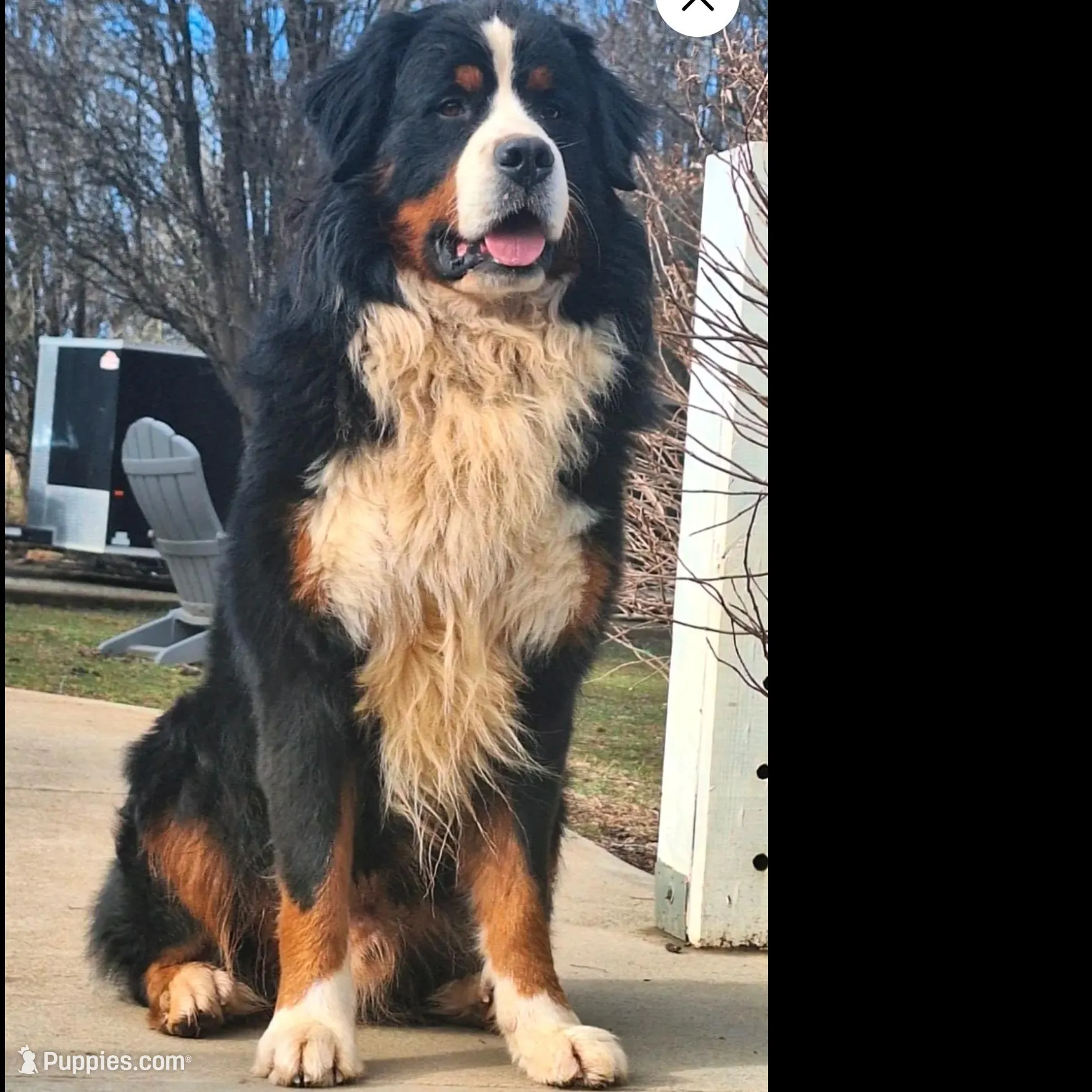 Raine, a female Bernese Mountain Dog and Great Pyrenees for sale in Penhook, VA – Photo 6 of 6