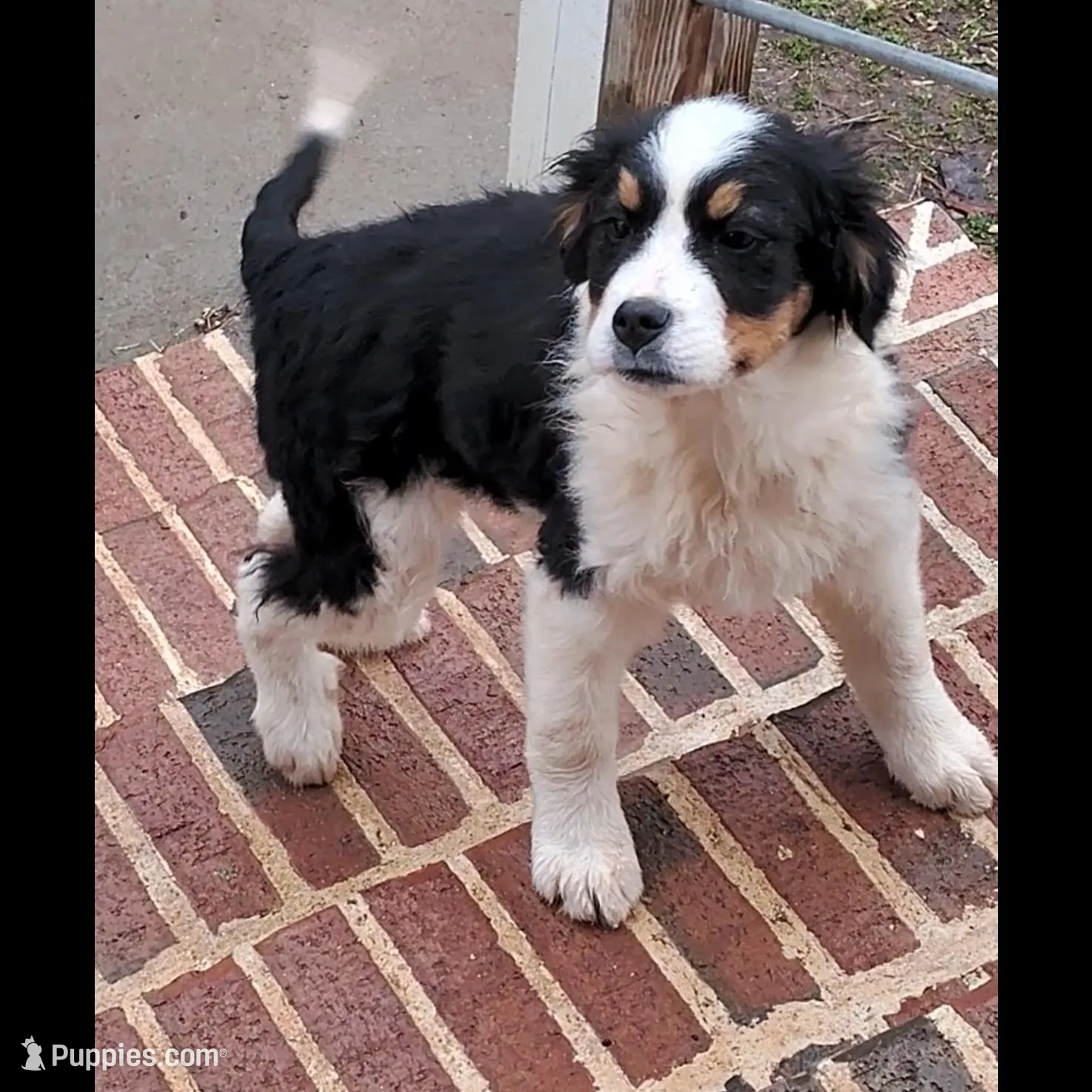 Raine, a female Bernese Mountain Dog and Great Pyrenees for sale in Penhook, VA – Photo 4 of 6