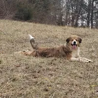 Raine, a female Bernese Mountain Dog and Great Pyrenees for sale in Penhook, VA – Photo 5 of 6