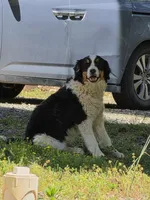 Raine, a female Bernese Mountain Dog and Great Pyrenees for sale in Penhook, VA – Photo 9 of 10