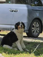 Raine, a female Bernese Mountain Dog and Great Pyrenees for sale in Penhook, VA – Photo 10 of 10