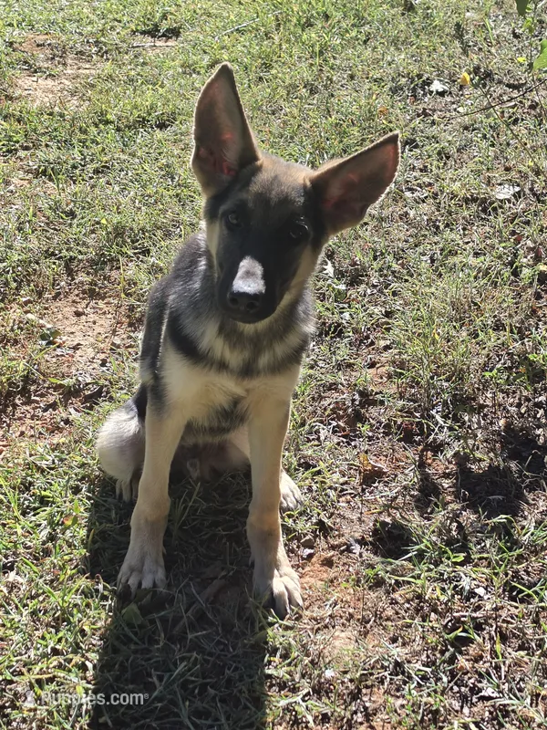 Boone – German Shepherd Dog puppy for sale in Penhook, VA