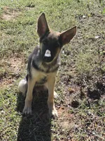 Boone, a male German Shepherd Dog for sale in Penhook, VA – 2 of 8