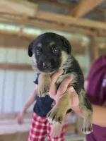 Bryn, a female German Shepherd Dog for sale in Penhook, VA – 7 of 7