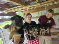 Brie, a female German Shepherd Dog for sale in Penhook, VA – 10 of 10