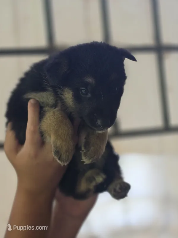 Brayle  – German Shepherd Dog puppy for sale in Penhook, VA