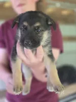 Brie, a female German Shepherd Dog for sale in Penhook, VA – 7 of 10
