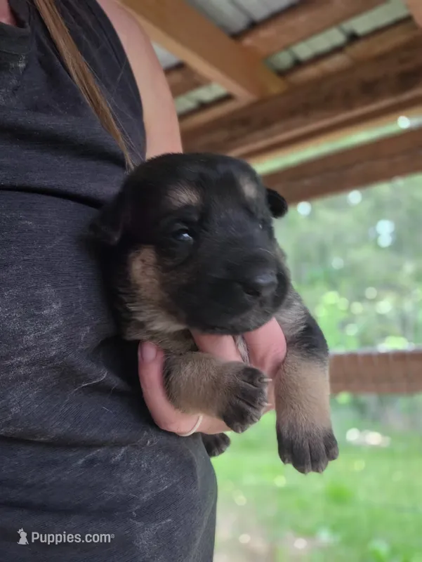 Brazyn – German Shepherd Dog puppy for sale in Penhook, VA