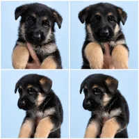 Cash 5th Generation, a male German Shepherd Dog for sale in Penhook, VA – 3 of 10