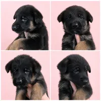 Callie, a female German Shepherd Dog for sale in Penhook, VA – 2 of 9