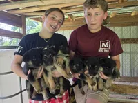 Brie, a female German Shepherd Dog for sale in Penhook, VA – 9 of 10
