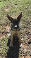 Boone, a male German Shepherd Dog for sale in Penhook, VA – 6 of 8