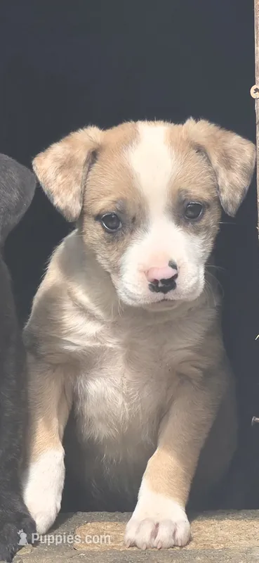 Claire – American Bulldog, American Pit Bull Terrier puppy for sale in Penhook, VA