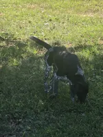 Frank, a male German Shorthaired Pointer for sale in Penhook, VA – 8 of 8