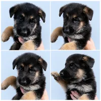 Chase  5th Generation , a male German Shepherd Dog for sale in Penhook, VA – 2 of 10