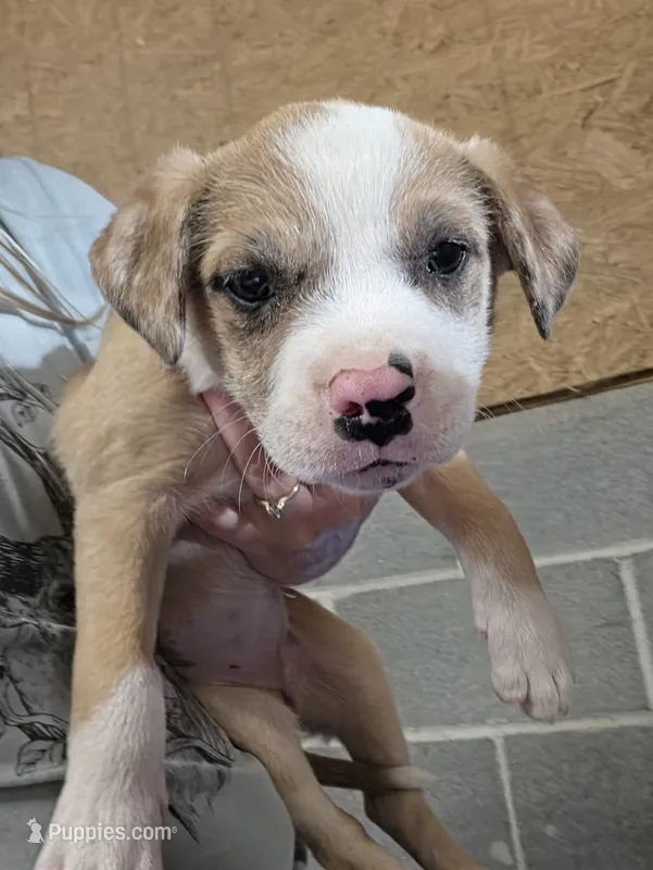 Claire – American Bulldog, American Pit Bull Terrier puppy for sale in Penhook, VA
