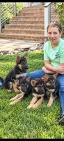 Christmas , a  German Shepherd Dog for sale in Penhook, VA – 2 of 3