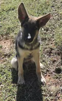 Boone, a male German Shepherd Dog for sale in Penhook, VA – 5 of 8