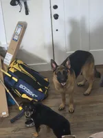 5th Generation, a male German Shepherd Dog for sale in Penhook, VA – 10 of 10