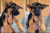 Cierra, a female German Shepherd Dog for sale in Penhook, VA – 1 of 9