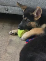 Bryn, a female German Shepherd Dog for sale in Penhook, VA – 3 of 10