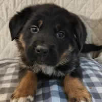 Armor, a male German Shepherd Dog and Bernese Mountain Dog for sale in Penhook, VA – Photo 3 of 9