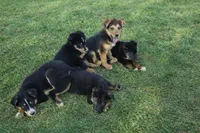 Armor, a male German Shepherd Dog and Bernese Mountain Dog for sale in Penhook, VA – Photo 7 of 9