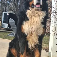 Armor, a male German Shepherd Dog and Bernese Mountain Dog for sale in Penhook, VA – Photo 8 of 9