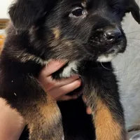 Armor, a male German Shepherd Dog and Bernese Mountain Dog for sale in Penhook, VA – Photo 5 of 9
