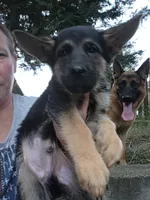 Cash 5th Generation, a male German Shepherd Dog for sale in Penhook, VA – 9 of 10