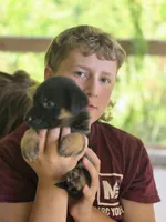 Bernice, a female German Shepherd Dog for sale in Penhook, VA – 6 of 8