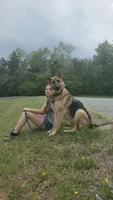 5th Generation, a male German Shepherd Dog for sale in Penhook, VA – 8 of 10