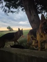 Chase  5th Generation , a male German Shepherd Dog for sale in Penhook, VA – 10 of 10