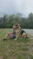 Cooper (5th Gen), a male German Shepherd Dog for sale in Penhook, VA – 8 of 8