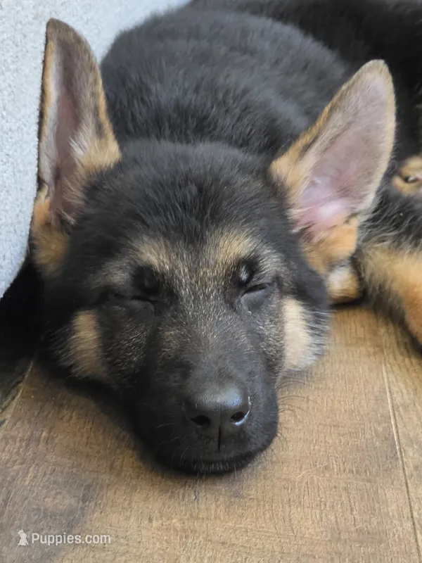Cierra – German Shepherd Dog puppy for sale in Penhook, VA